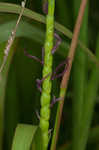 Eastern gamagrass